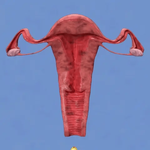 AAFQ™ Magische Vaginalkapseln
